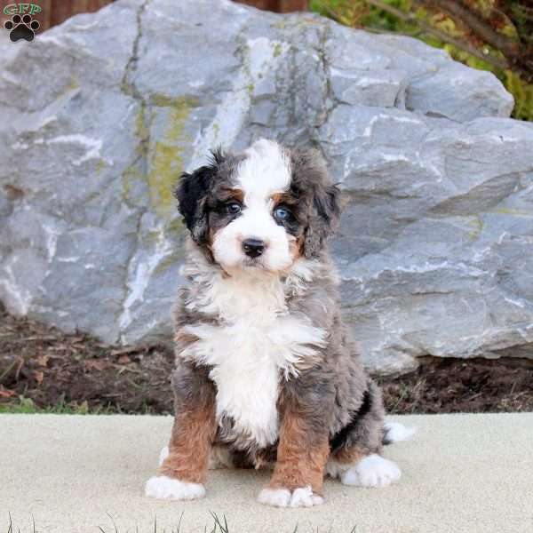 Graham, Mini Bernedoodle Puppy