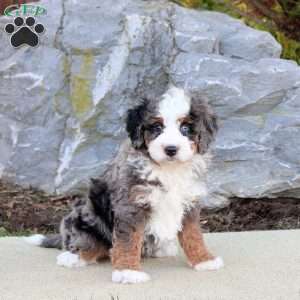 Graham, Mini Bernedoodle Puppy