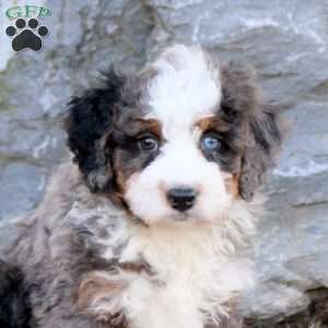 Graham, Mini Bernedoodle Puppy
