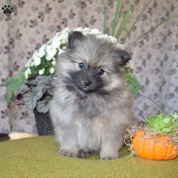 Greg, Pomeranian Puppy
