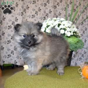 Greg, Pomeranian Puppy