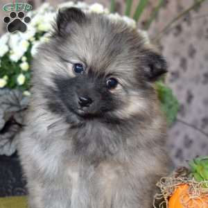 Greg, Pomeranian Puppy