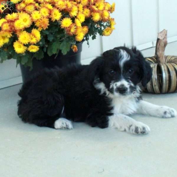 Greta, Mini Aussiedoodle Puppy
