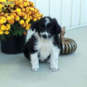 Greta, Mini Aussiedoodle Puppy