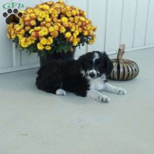 Greta, Mini Aussiedoodle Puppy