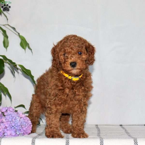 Griffon, Mini Goldendoodle Puppy