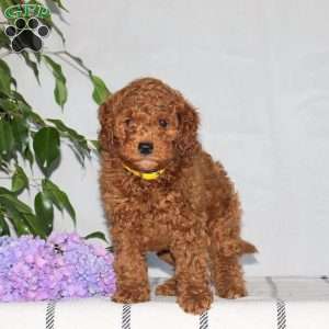Griffon, Mini Goldendoodle Puppy