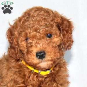 Griffon, Mini Goldendoodle Puppy