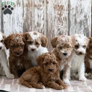 Victorio, Mini Labradoodle Puppy