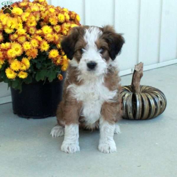 Grover, Mini Aussiedoodle Puppy