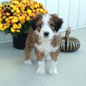 Grover, Mini Aussiedoodle Puppy