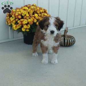 Grover, Mini Aussiedoodle Puppy