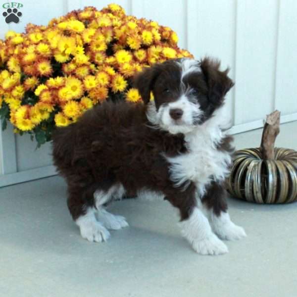 Gunner, Mini Aussiedoodle Puppy