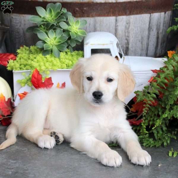 Gunner, Golden Retriever Puppy