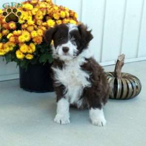 Gunner, Mini Aussiedoodle Puppy