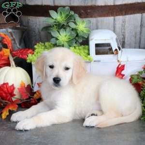Gunner, Golden Retriever Puppy