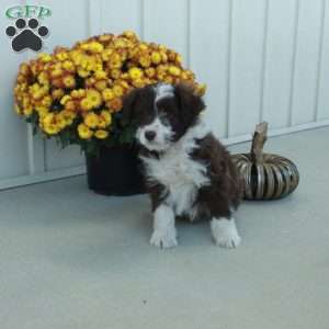 Gunner, Mini Aussiedoodle Puppy