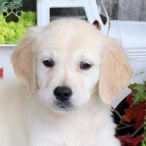 Gunner, Golden Retriever Puppy