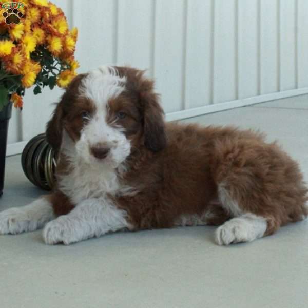 Gus, Mini Aussiedoodle Puppy