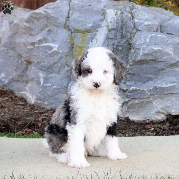 Gus, Mini Bernedoodle Puppy