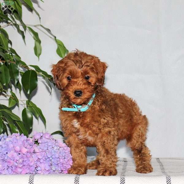 Gus, Mini Goldendoodle Puppy