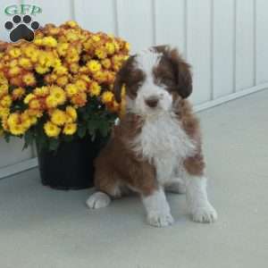 Gus, Mini Aussiedoodle Puppy