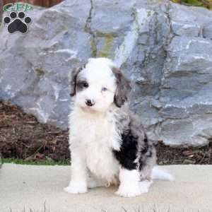 Gus, Mini Bernedoodle Puppy