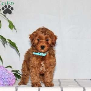 Gus, Mini Goldendoodle Puppy