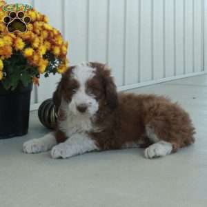 Gus, Mini Aussiedoodle Puppy
