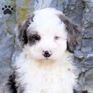 Gus, Mini Bernedoodle Puppy