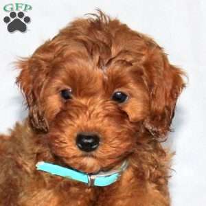 Gus, Mini Goldendoodle Puppy