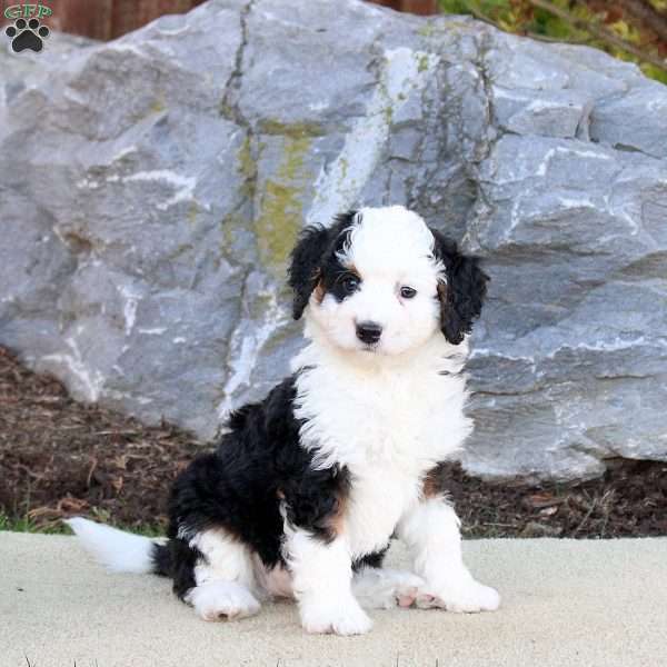 Gwen, Mini Bernedoodle Puppy