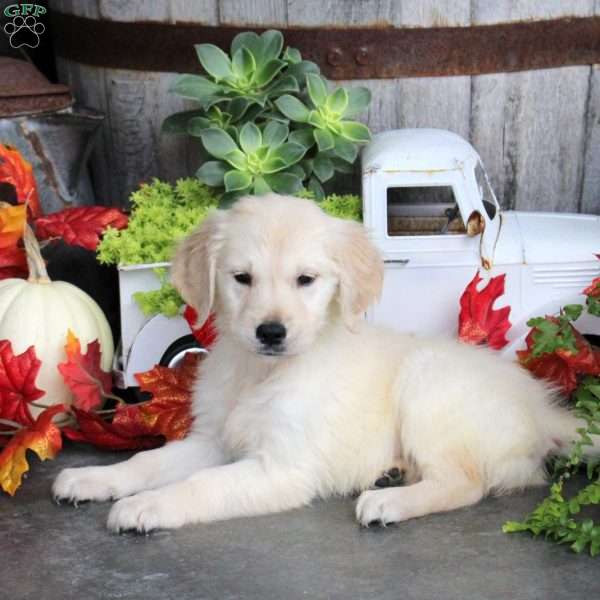 Gwen, Golden Retriever Puppy