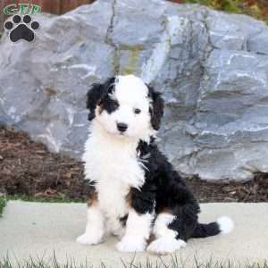 Gwen, Mini Bernedoodle Puppy