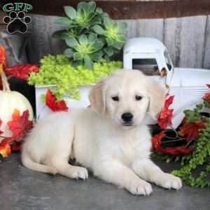 Gwen, Golden Retriever Puppy
