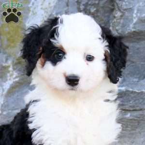 Gwen, Mini Bernedoodle Puppy