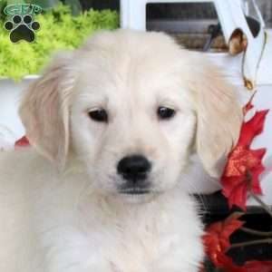 Gwen, Golden Retriever Puppy
