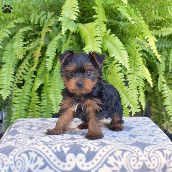 Gypsy, Yorkie Puppy
