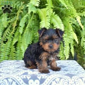 Gypsy, Yorkie Puppy