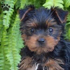 Gypsy, Yorkie Puppy