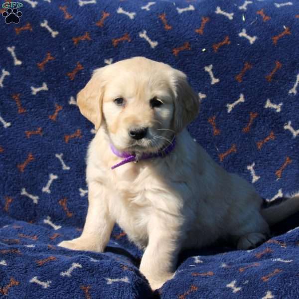 Hadley, Golden Retriever Puppy