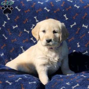 Hadley, Golden Retriever Puppy