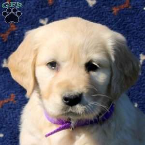 Hadley, Golden Retriever Puppy