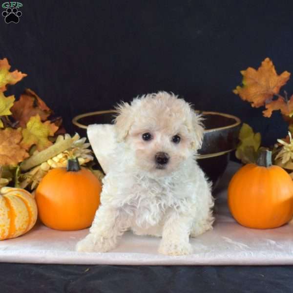 Halo, Maltipoo Puppy