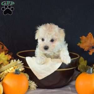 Halo, Maltipoo Puppy