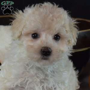 Halo, Maltipoo Puppy