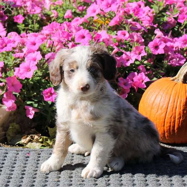 Hank, Mini Aussiedoodle Puppy