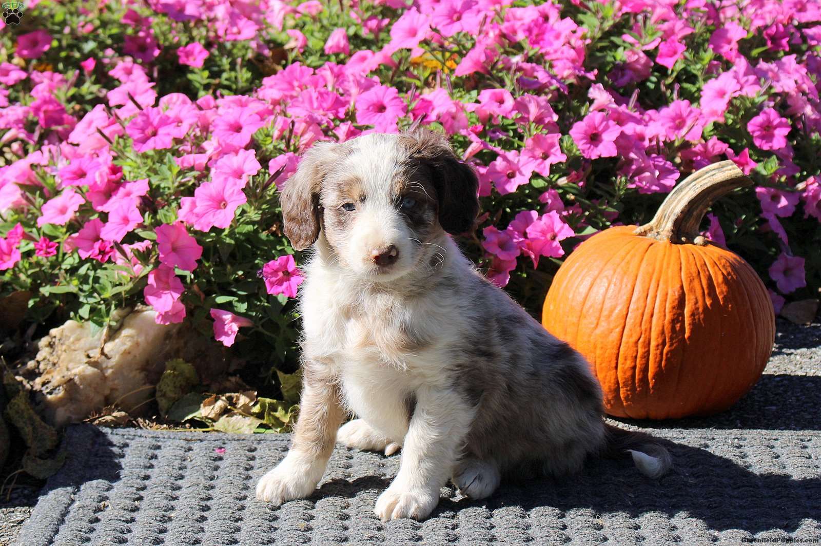 Hank (Mini Aussiedoodle, Male) in Kinzers, PA