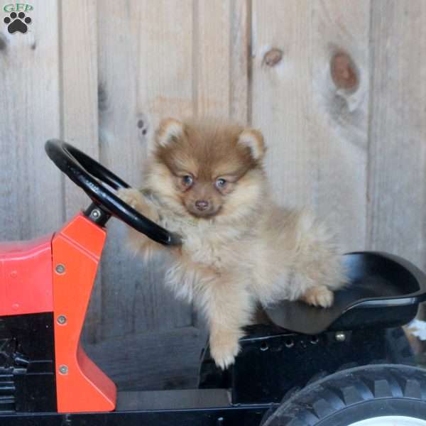 Hank, Pomeranian Puppy