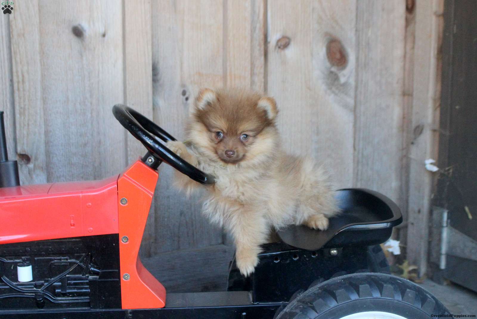 Hank (Pomeranian, Male) in Denver, PA